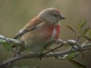 LINNET